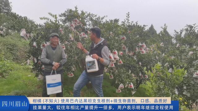 柑橘种植四川眉山柑橘(不知火)使用巴内达黑坦克生根剂+微生物菌剂,口感、品质好,挂果量大,较往年相比产量提升一倍多