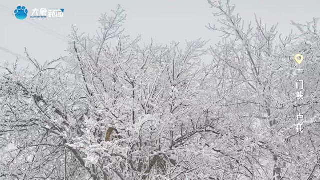 三门峡卢氏:满树“冰花”美如仙境