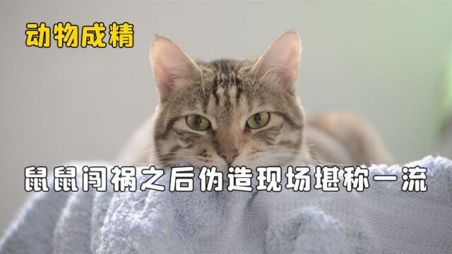 建国后不许动物成精?松鼠伪造现场堪称一流,猫咪脸上看见表情包