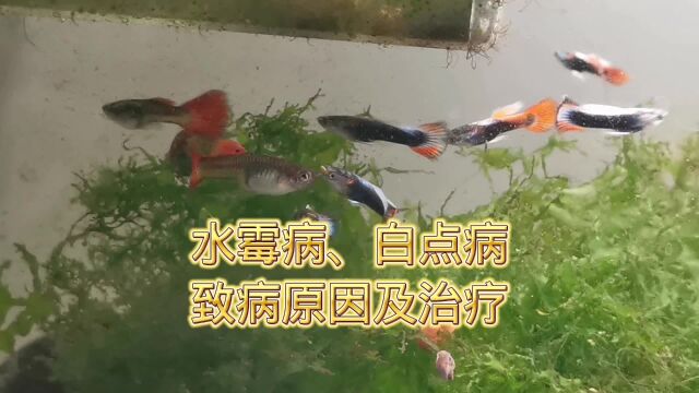 水霉病、白点病致病原因及治疗