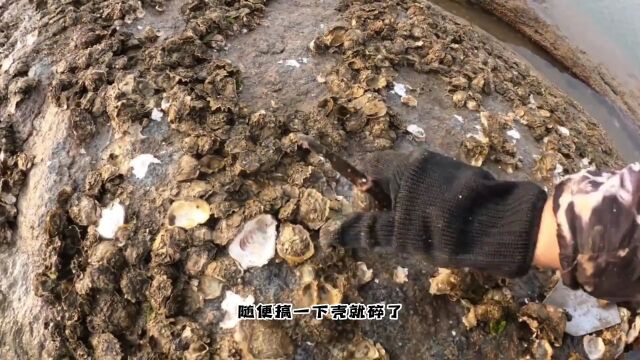 赶海二哥:帮网友发乳山本地海蛎子生蚝!这个季节的生蚝最肥时候