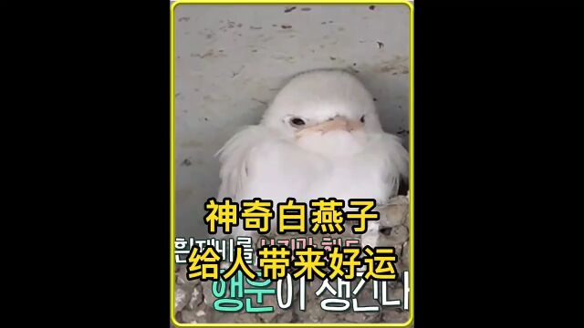 家门口突然飞来的燕子,不仅能给人带来好运,更是百年难得一见动物鸟类