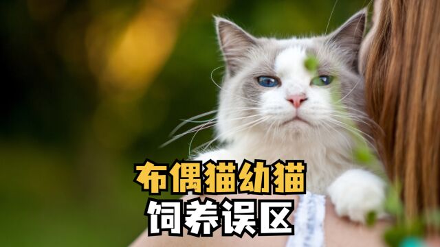 布偶猫幼猫饲养误区,你踩过几个坑?