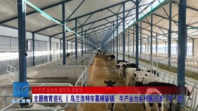 【主题教育巡礼】乌兰浩特市葛根庙镇:牛产业为乡村振兴添“牛”劲