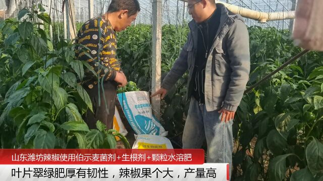 微生物菌剂厂家山东潍坊辣椒使用伯示麦微生物菌剂+生根剂+颗粒水溶肥,辣椒果个大,产量高