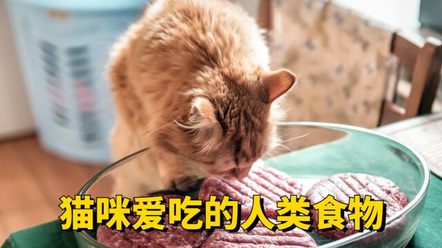 这些食物,猫咪能吃, 你喂过吗?