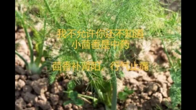 厨房里小茴香竟然是中药,补肾阳,行气止痛,你用对了吗