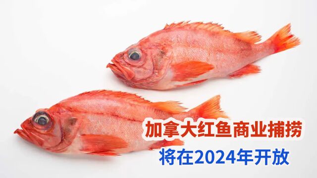 加拿大渔业部长:将在2024年开放加拿大红鱼商业捕捞