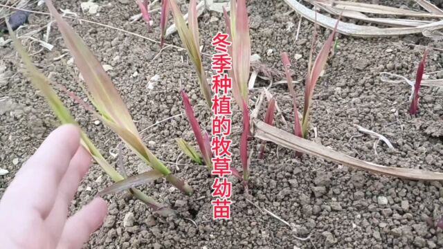 冬季种植生长的牧草幼苗,这是我们贵州高原巨菌草#牛羊草料 #巨菌草 #牧草