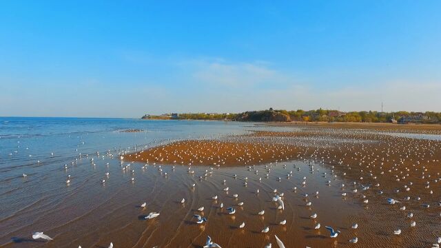 海边|海鸥