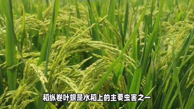 稻纵卷叶螟的克星