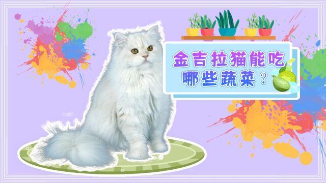 金吉拉猫能吃的蔬菜有哪些呢?你知道几个?