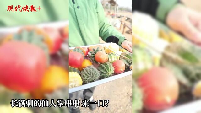 长满刺的仙人掌串串,也只有它敢“撸”了