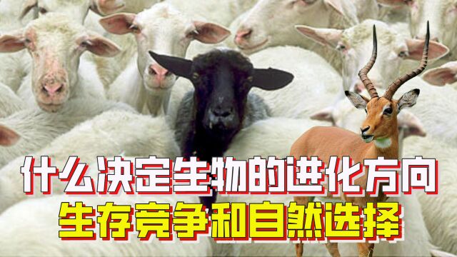 生物为什么要进化?进化方向是如何决定的?生存竞争和自然选择