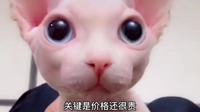 无毛猫:我很丑,但我很贵!