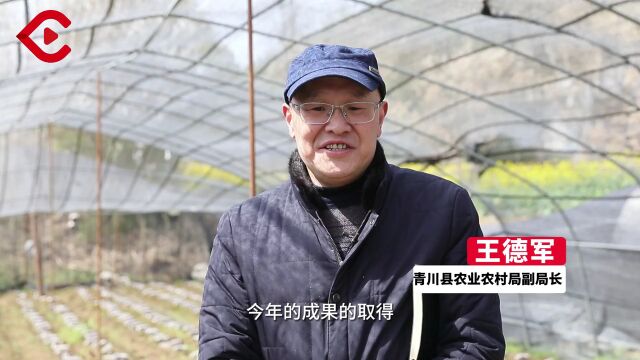 三个"妹儿"来了,给青川带来4亿多元收益!_腾讯新闻