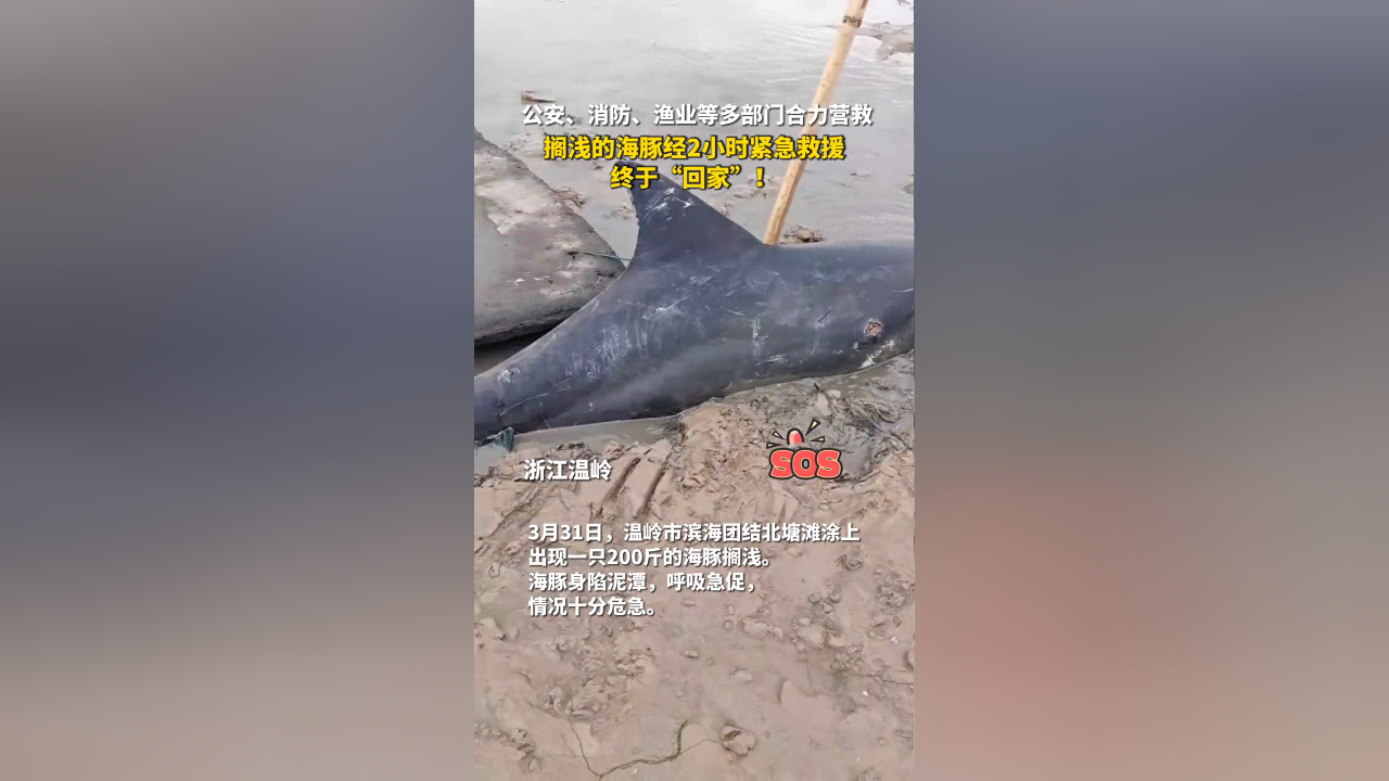 多部门合力营救,搁浅的海豚经2小时紧急救援终于"回家"!