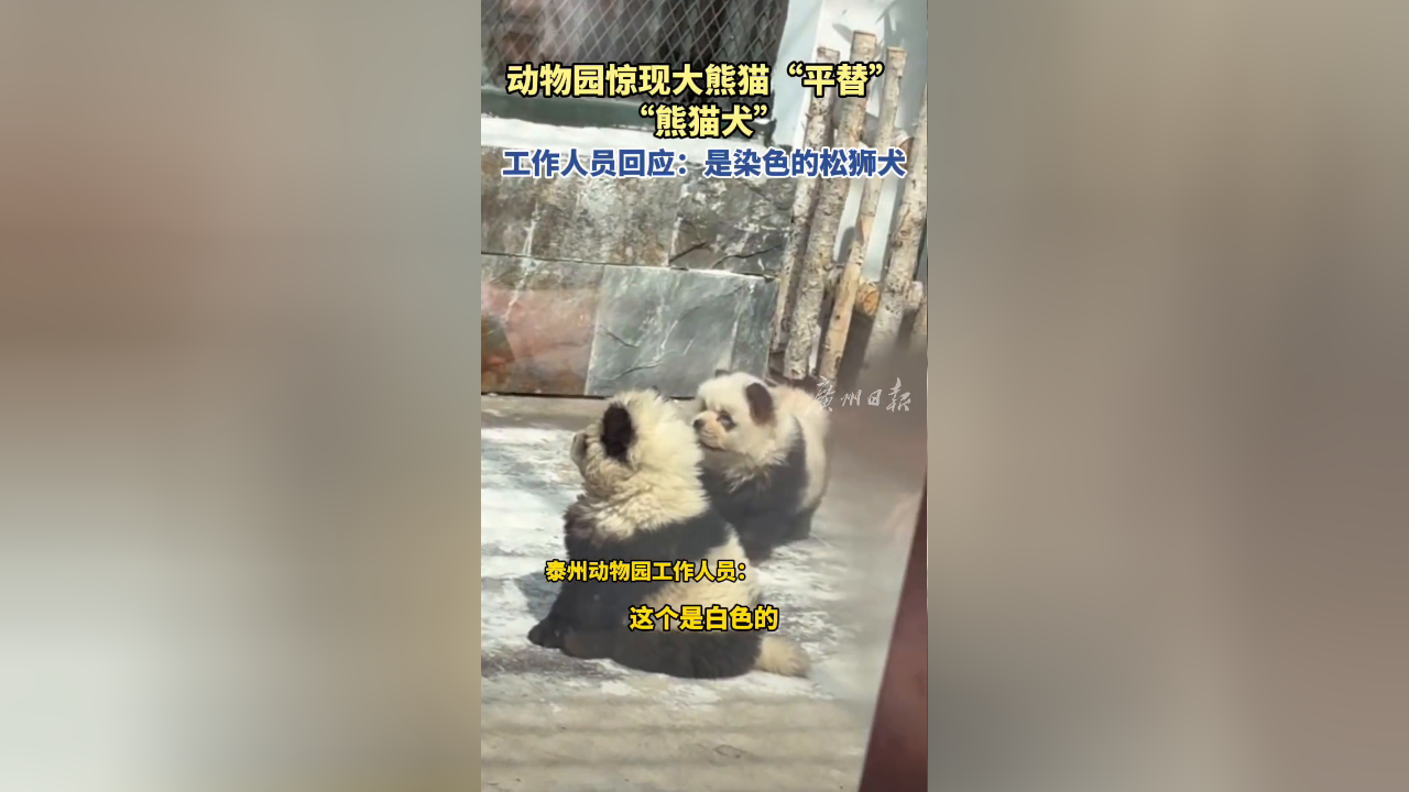 江苏泰州动物园惊现大熊猫平替熊猫犬