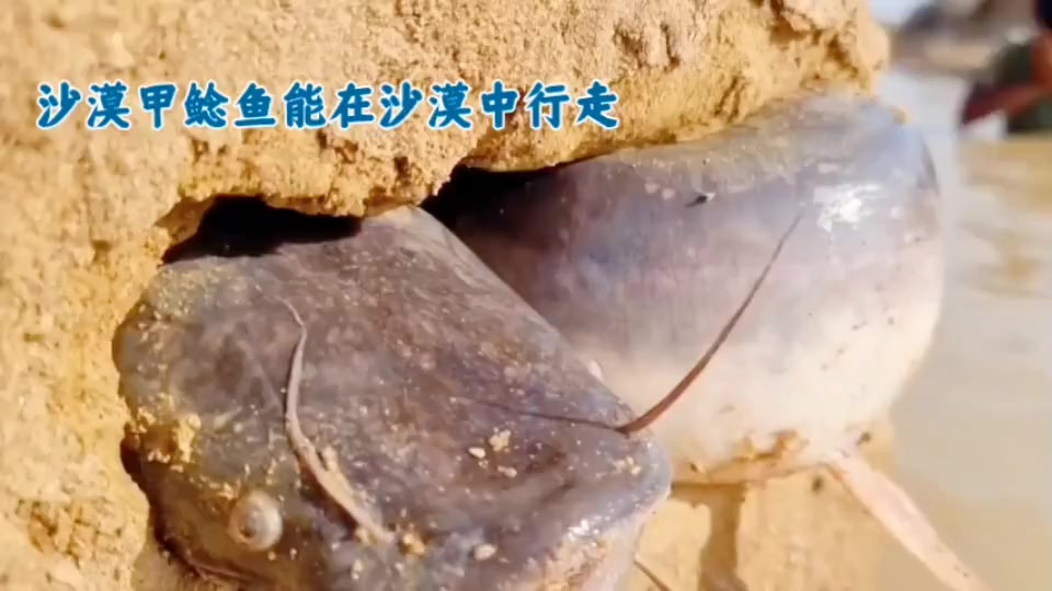 沙漠甲鲶鱼