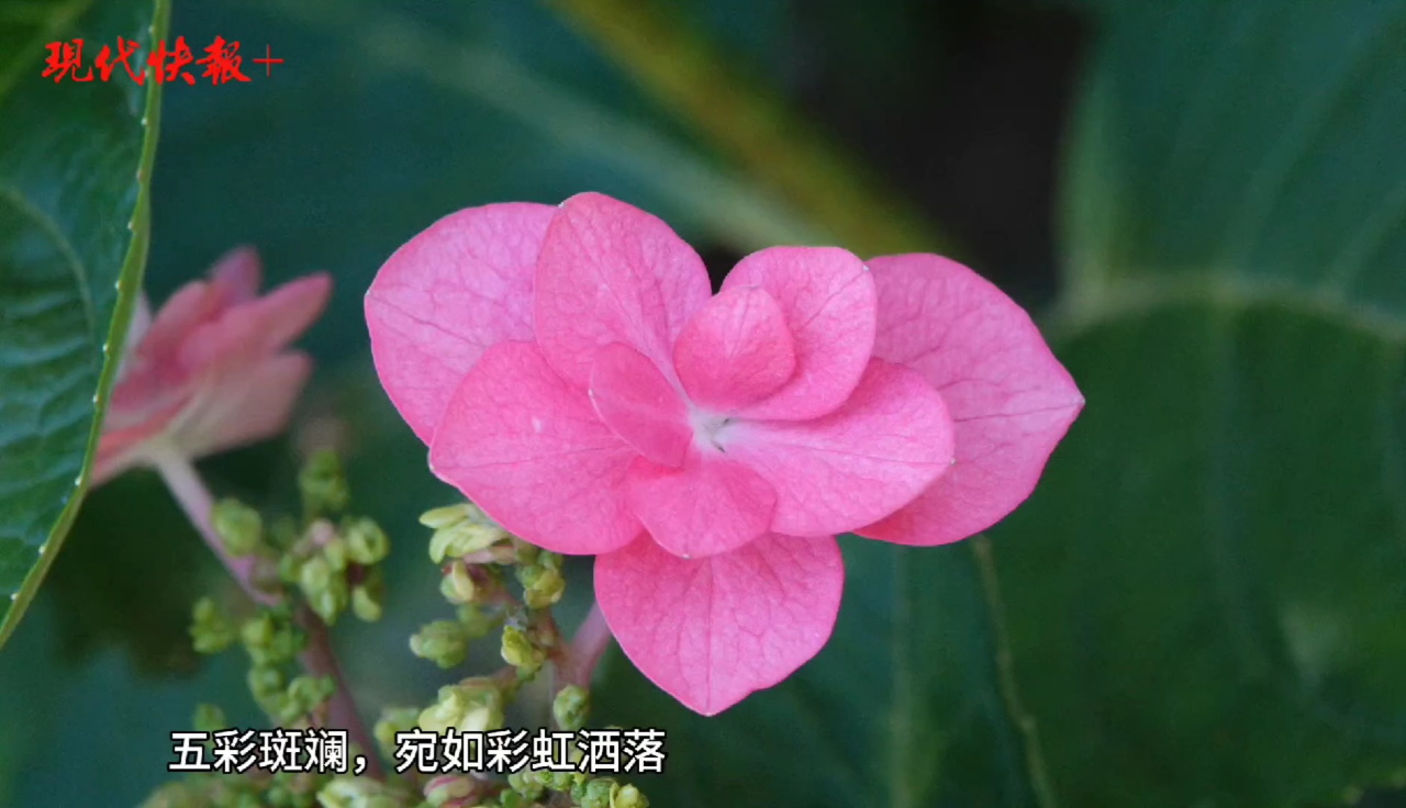 "520"将至,绣球花海带你进入彩虹般的浪漫