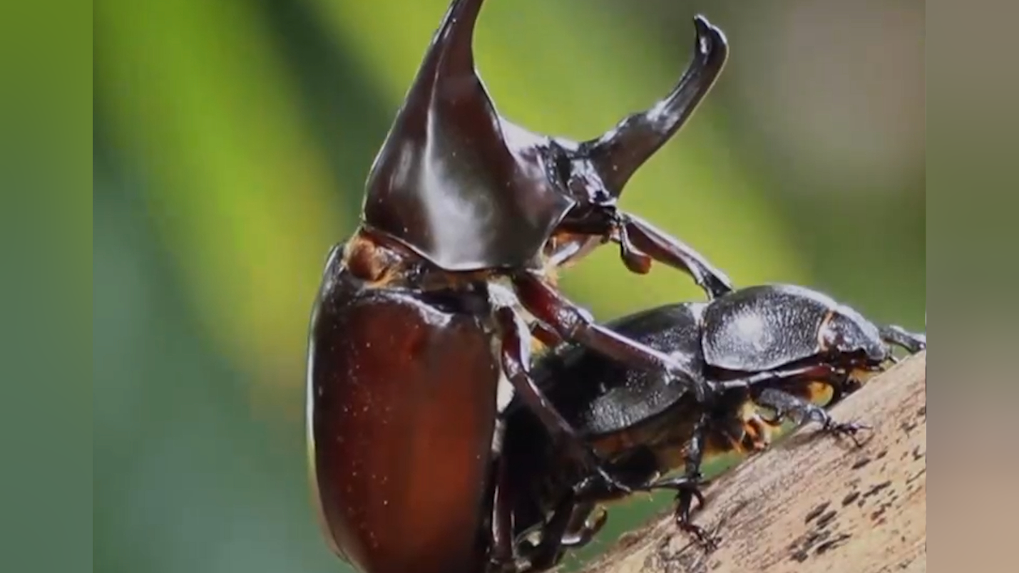 独角仙成虫的寿命很短,成年后繁殖就是唯一任务,竞争在所难免