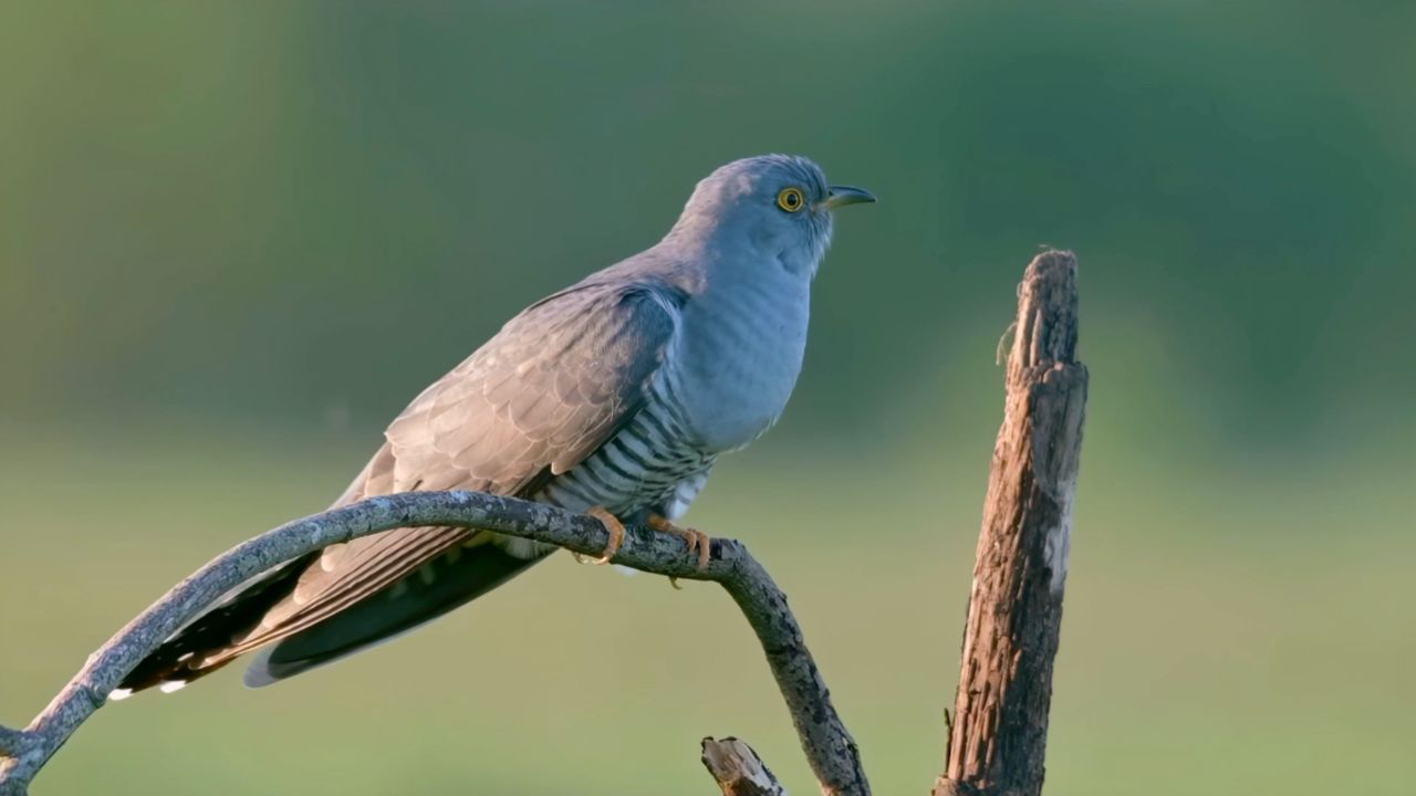 听了十几年布谷鸟声,每次听到百感亲切,今天终于见到真容啦!