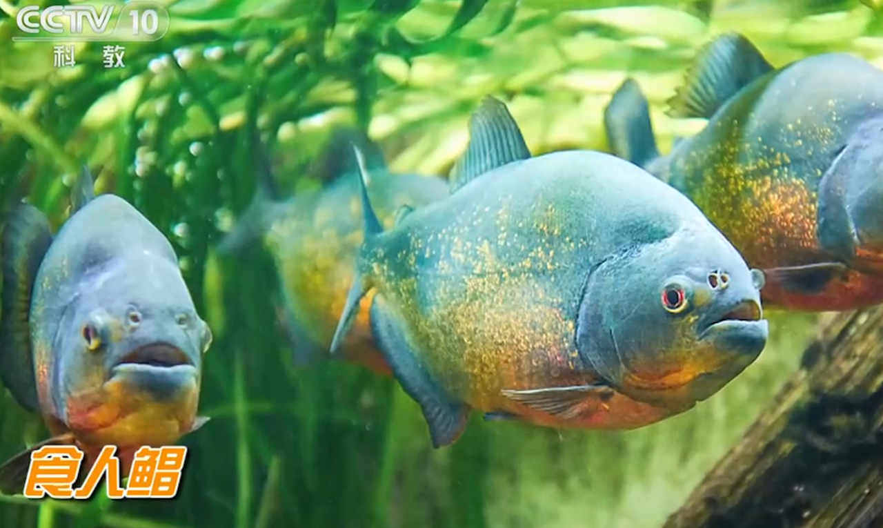 被称为"水中狼族",电影中的食人鱼被塑造成了噩梦般的存在,这是真的吗