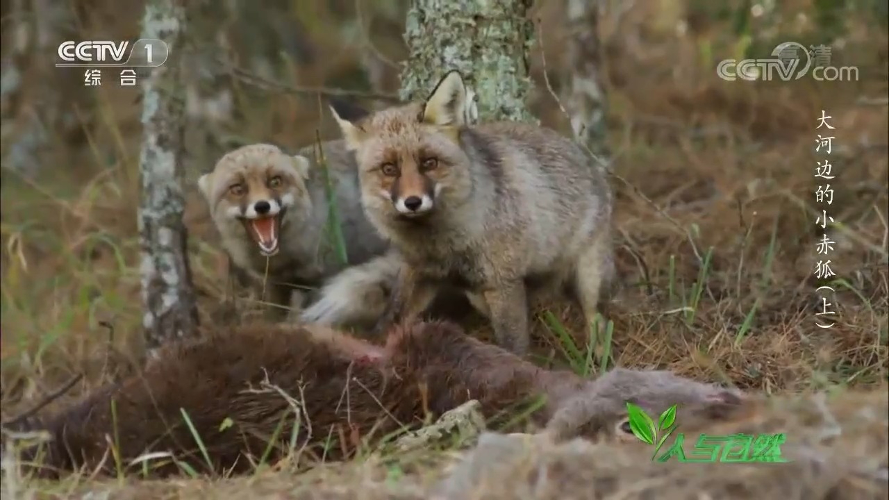 公狐自顾自享用一头死鹿,两只雌狐为争食展开了"女人"