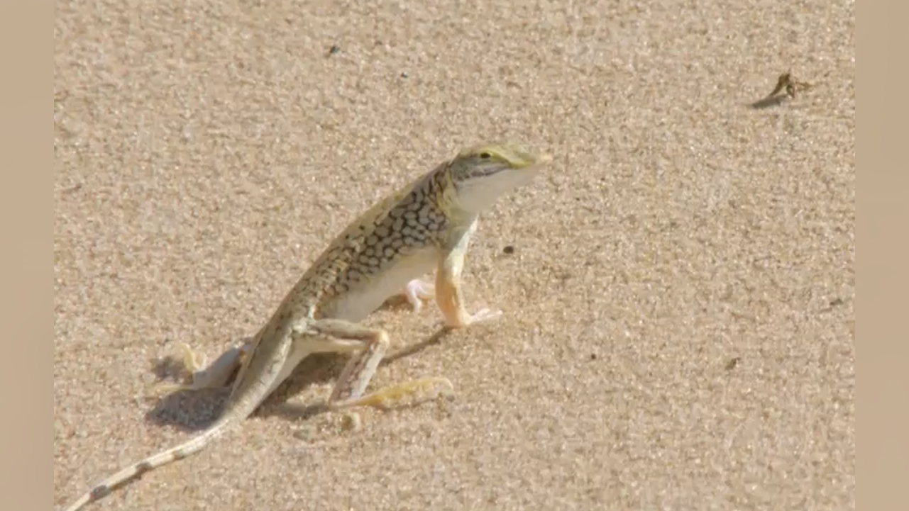 铲鼻蜥应对沙漠高温的奇特方式,就像沙漠中的小骆驼,将水储存在体内