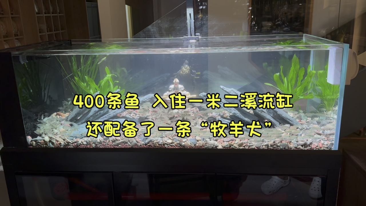 400条黑尾大勾,入住一米二溪流缸,还配备了一条"牧羊犬"