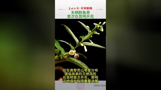 极小种群野生植物无柄醉鱼草在昆明植物园首次开花