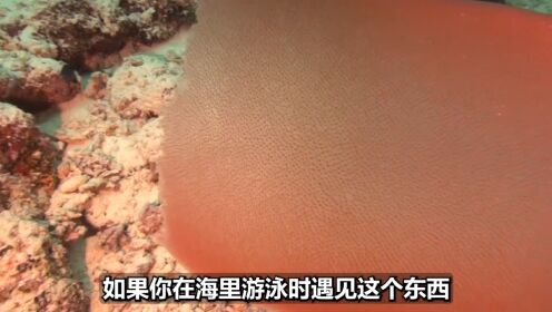 如果你在海里游泳时遇见这个东西,千万不要钻进去!