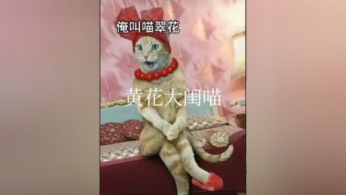 黄花大闺猫 俺叫喵翠花#猫#黄花大闺女