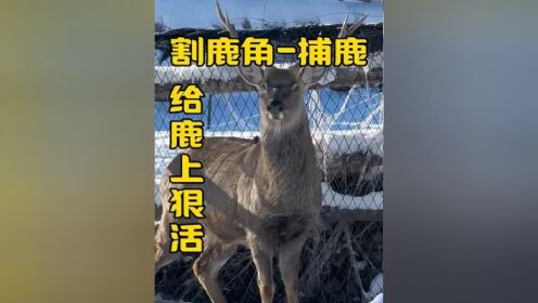 阉公鹿图片