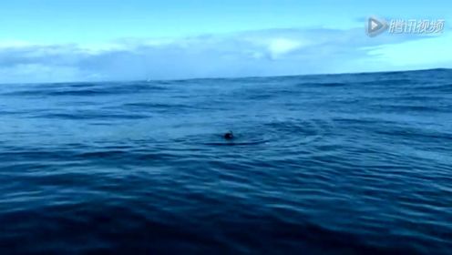 BBC纪录片传奇生物大白鲨