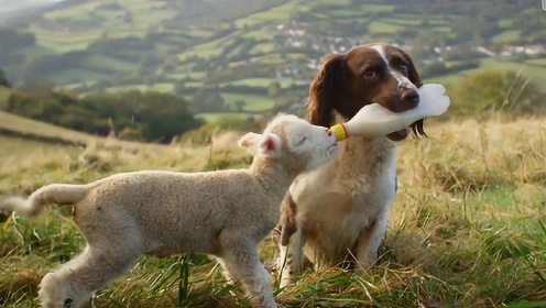 狗狗主动替主人给小绵羊喂奶 瞧这架势还真像那么回事