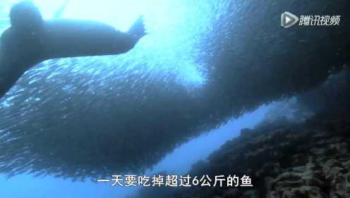 海狮向礁石缝隙内吹气泡 吓出躲藏在里面的小鱼