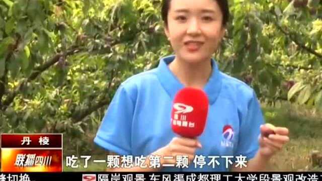 脆红李采摘季 品果消暑好去处