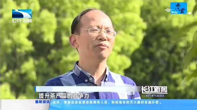 巴东:坚持绿色发展之路 推进茶产业发展