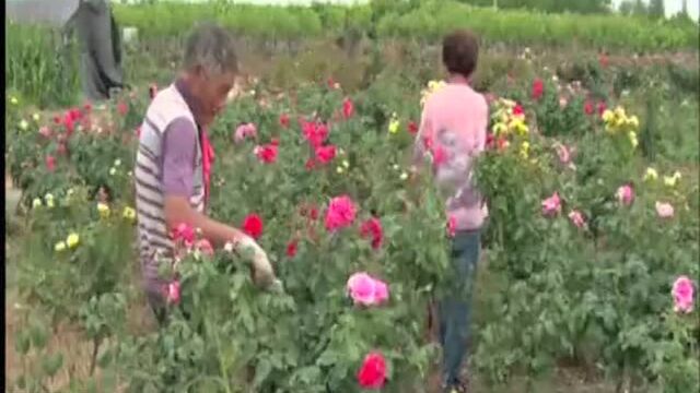 鲁山县张店乡千亩花卉基地带动贫困户增收