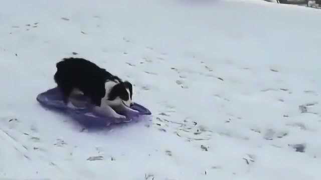 长见识了!原来狗狗也能拉雪橇自己滑雪?看完你就知道了