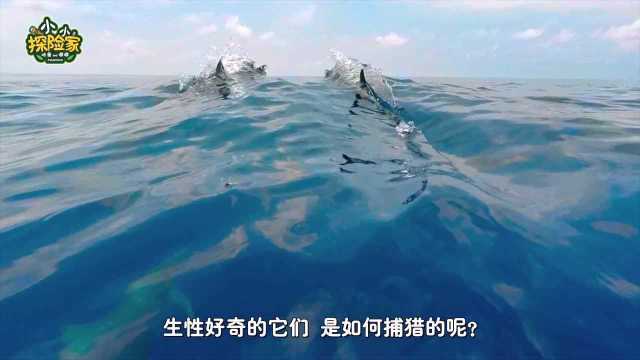 海兽归来:海洋生物图鉴小小探险家:开启奇妙海洋探险旅行吧