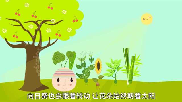 向日葵名字的由来