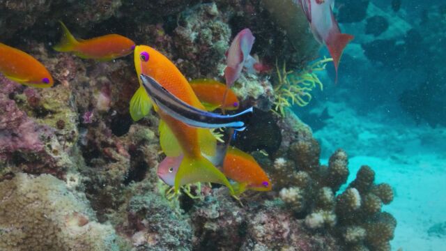 海洋里的搓澡工:裂唇鱼专门为其他动物清除死皮