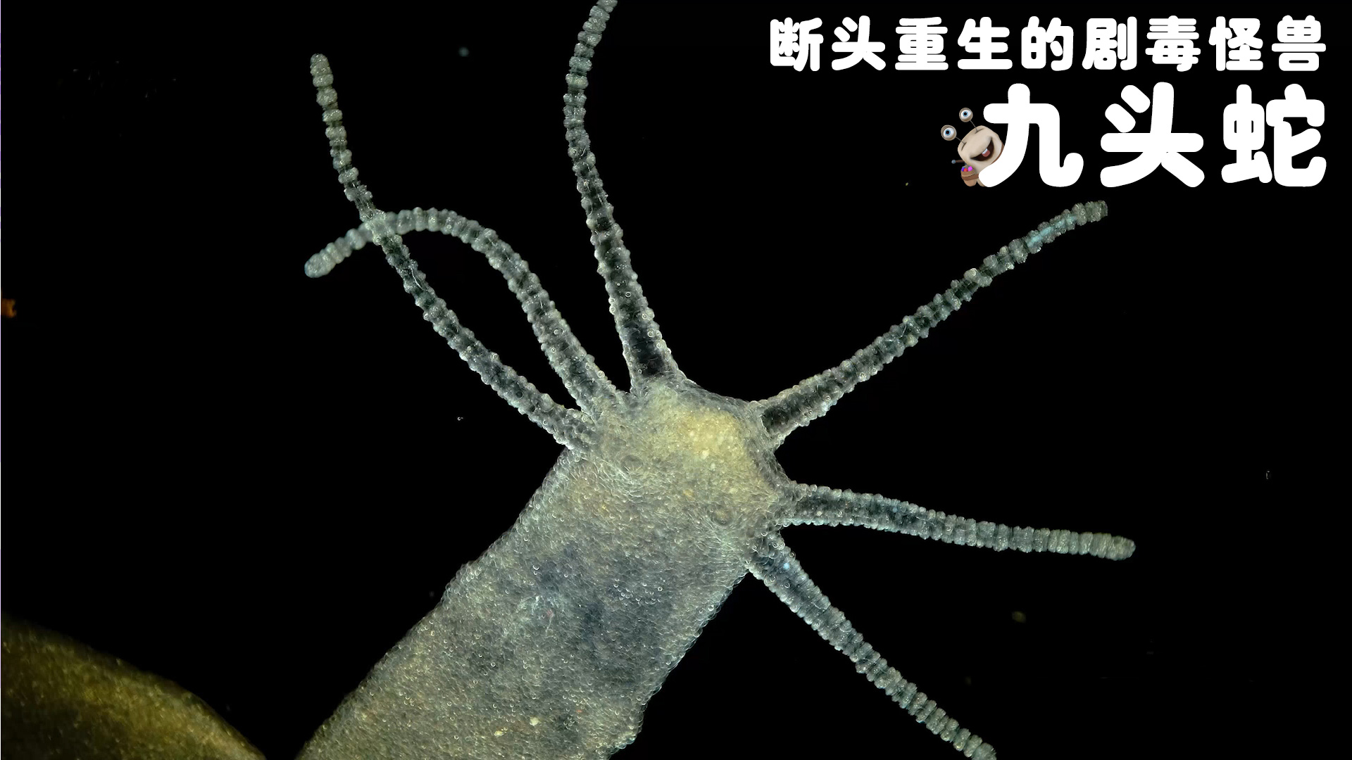 白白侠的微生物朋友 3集