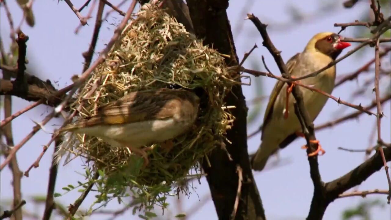 第21集红嘴奎利亚雀是如何保护幼崽的