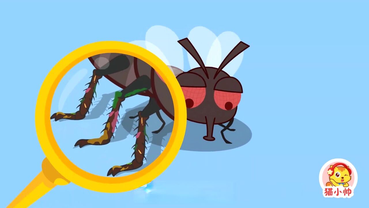 苍蝇为什么总是在搓脚呢?