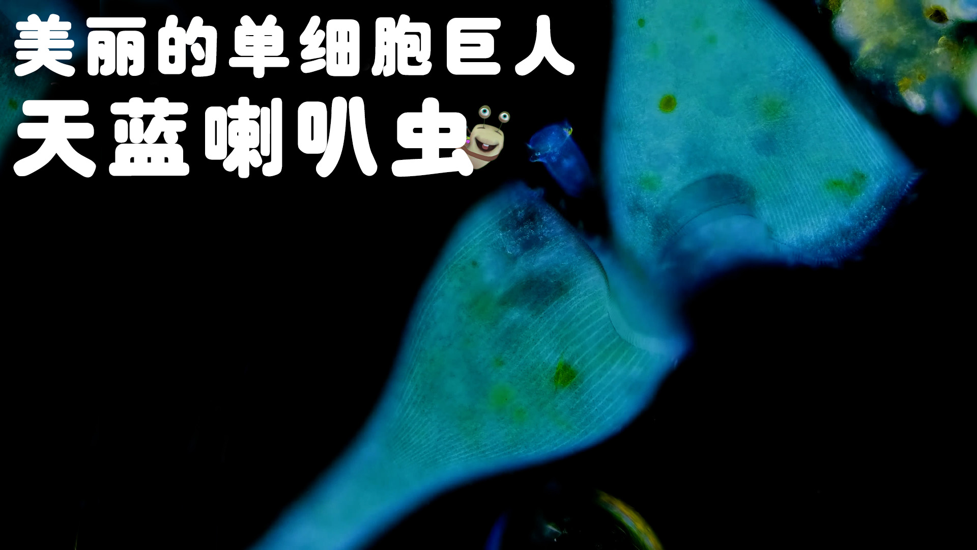 白白侠的微生物朋友 5集