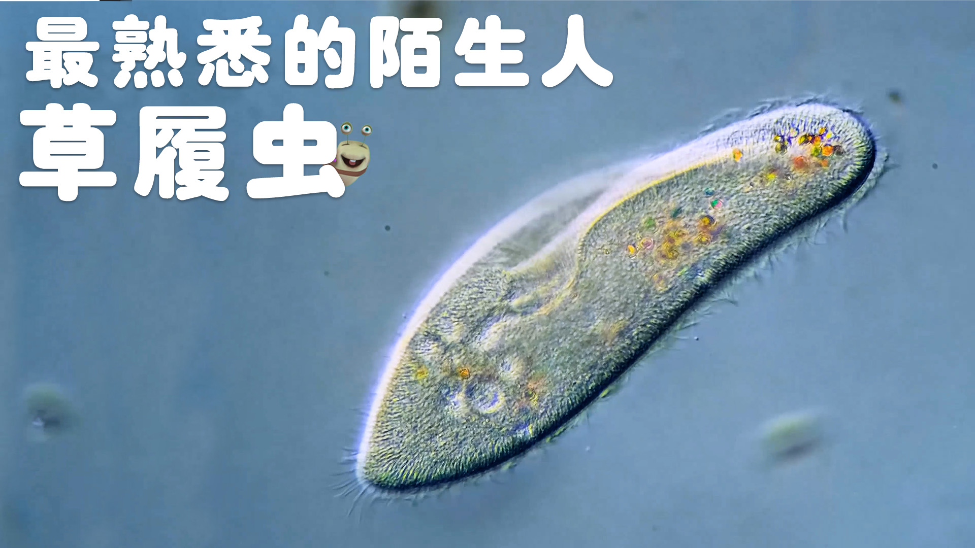 白白侠的微生物朋友 6集