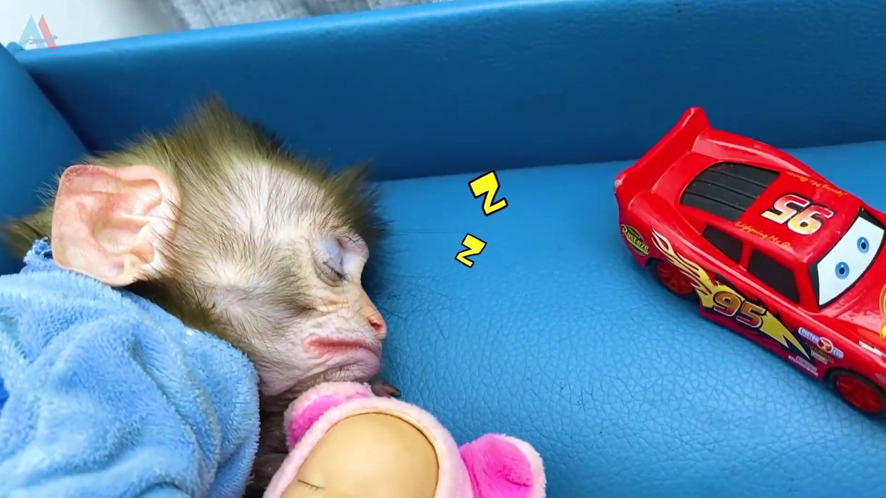 小猴子啵啵 89集